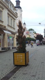 Чому гинуть туї та інші декоративні рослини на вулицях Ужгорода (ФОТО)